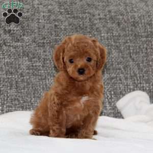 Kolbe, Havapoo Puppy